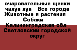 очаровательные щенки чихуа-хуа - Все города Животные и растения » Собаки   . Калининградская обл.,Светловский городской округ 